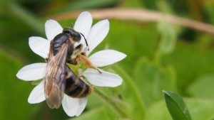 Уведомяват собствениците на пчелини с sms и електронно съобщение за