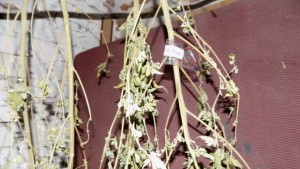 Откриха канабис в домове в Ямболско