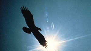 Холандската полиция пуска орли срещу дронове