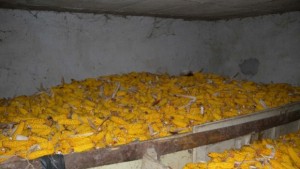 Задържаха извършителите на кражба на пет тона царевица