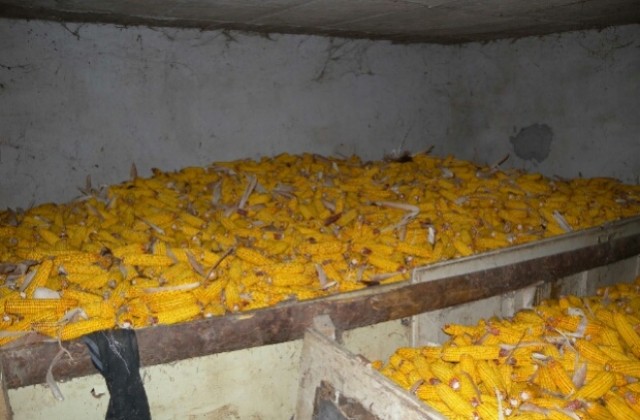 Задържаха извършителите на кражба на пет тона царевица