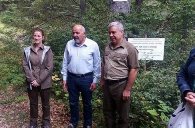 20% от вековните гори на България са на територията на ЮЗДП