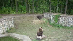 Има нови обитатели в зоопарка в Добрич младото семейство мечки
