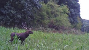 Приемат заявления за закупуване на частни гори