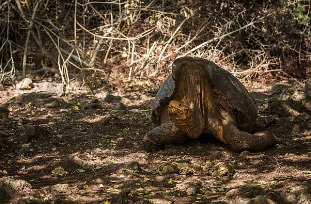 Похотлива костенурка спаси вида си от изчезване с много секс
