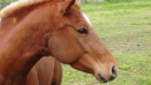 Неизвестен рани кон с метална стрела