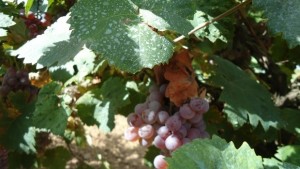 В Стралджа са готови за гроздобер