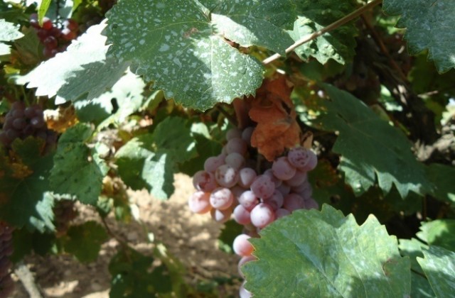 В Стралджа са готови за гроздобер