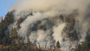 Пожар унищожи 30 дка гора край Българска поляна