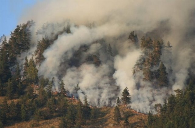 Пожар унищожи 30 дка гора край Българска поляна