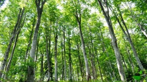 Сертификат за отговорно управление на горите получи СИДП
