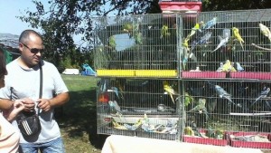 Изложба на декоративни и екзотични птици в Търговище