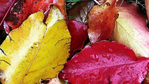 Какво време ни очаква за празниците