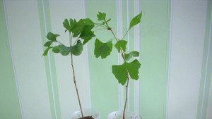 Добричлия иска да засади близо 200 дръвчета гинко билоба