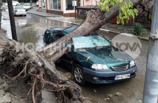 След бурята: Паднало дърво смазало автомобил във Видин