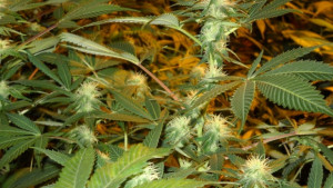 Наркофермер отива в затвора отглеждал марихуана с краден ток