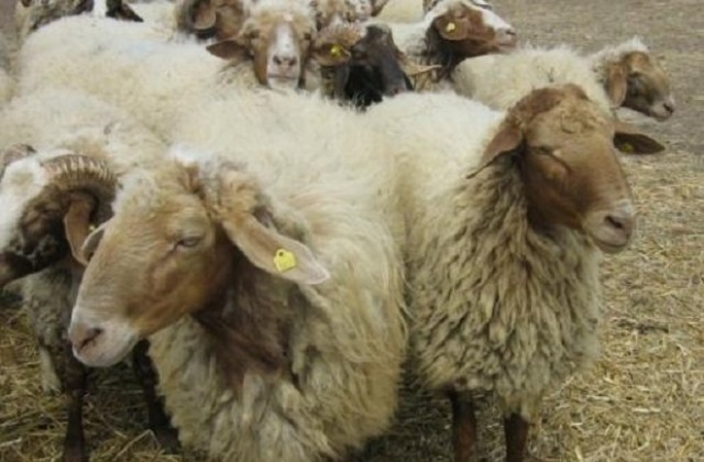 Овца от Кърнаре за малко да стане плевенчанка