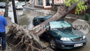 Пет дървета са смачкали автомобили във Видин