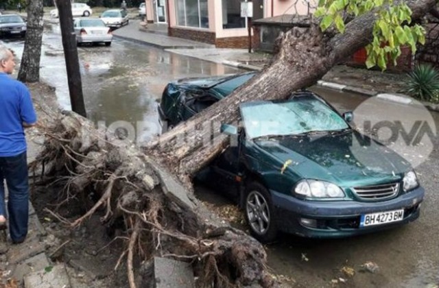 Пет дървета са смачкали автомобили във Видин
