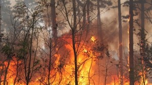  Пореден огромен горски пожар в Харманлийско 