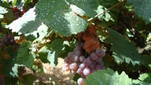 Започна гроздобера в Лозенец