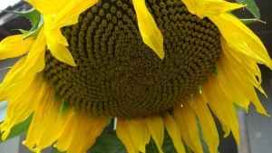 216 кг дка е средният добив от слънчоглед в Шуменско