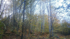 Днес настъпва есенното равноденствие и започва астрономическата есен