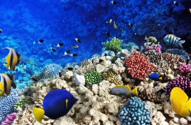 Кораловите риби изпадат в стрес, ако не са сред себеподобни