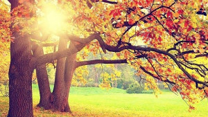 Настъпва астрономическата есен