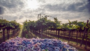 Виното Кианти звезда на 300 години търсеща нов порив