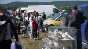 Изложба събра гълъбари от цялата страна в Шумен