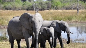 Популацията на слонове застрашително намалява