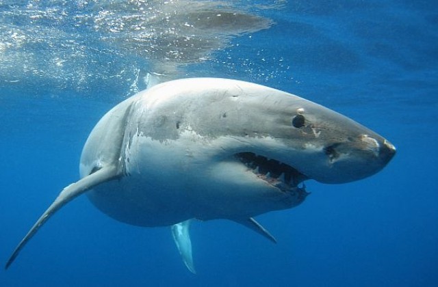 Сърфист оцеля след ухапване от акула