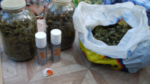 Иззеха 33 килограма канабис при акция в Сливенско