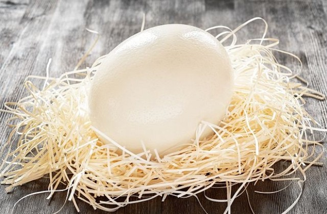 Черупка от яйце пази най-старите протеини