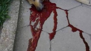 Жестоко убийство на куче разследва прокуратурата