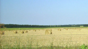 Над 7 600 еднодневни договора в земеделските стопанства тази година