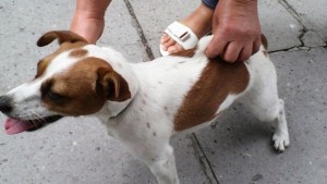 От днес започва срока за регистриране на отглежданите домашни любимци