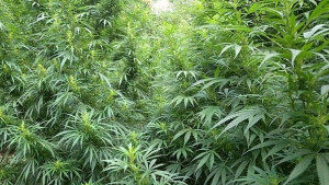 Хванаха добричлии с дрога при спецакция