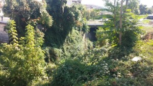 Агресивен нашественик в екосистемата в Дупница