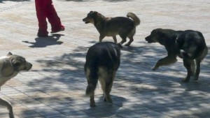 Масово тровят кучетата в Девин жертва стана и кметското четириного