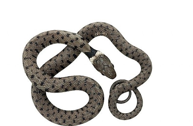 Странна смърт на влечуго: как змия умря, след като ухапа гърдата на манекенка