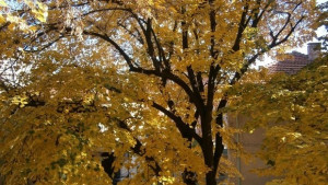 Температурите падат рязко очаква се сняг