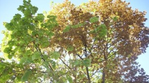 Идва застудяване