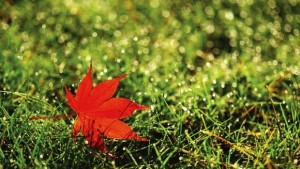 Хладно време и истинска есен през новата седмица