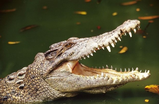 Австралийка прогони крокодил с джапанка и викове (ВИДЕО)