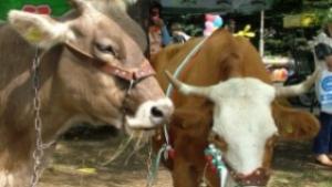 Предприемат превантивни мерки срещу шап шарка и чума в Ямболско