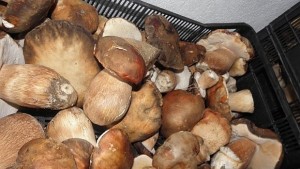 Отчитат много слаб сезон за диворастящи гъби в Смолянско