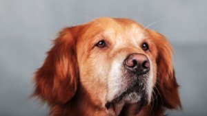 Четири тъжни истории с щастлив край ВИДЕО