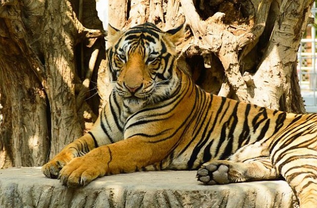 Сибирски тигър влезе в руски град, предупредиха жителите да внимават